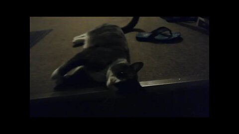 🐈 A sexy welcome 😂