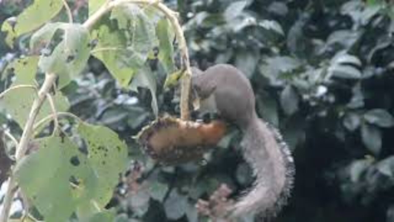 He's back raiding my garden again!