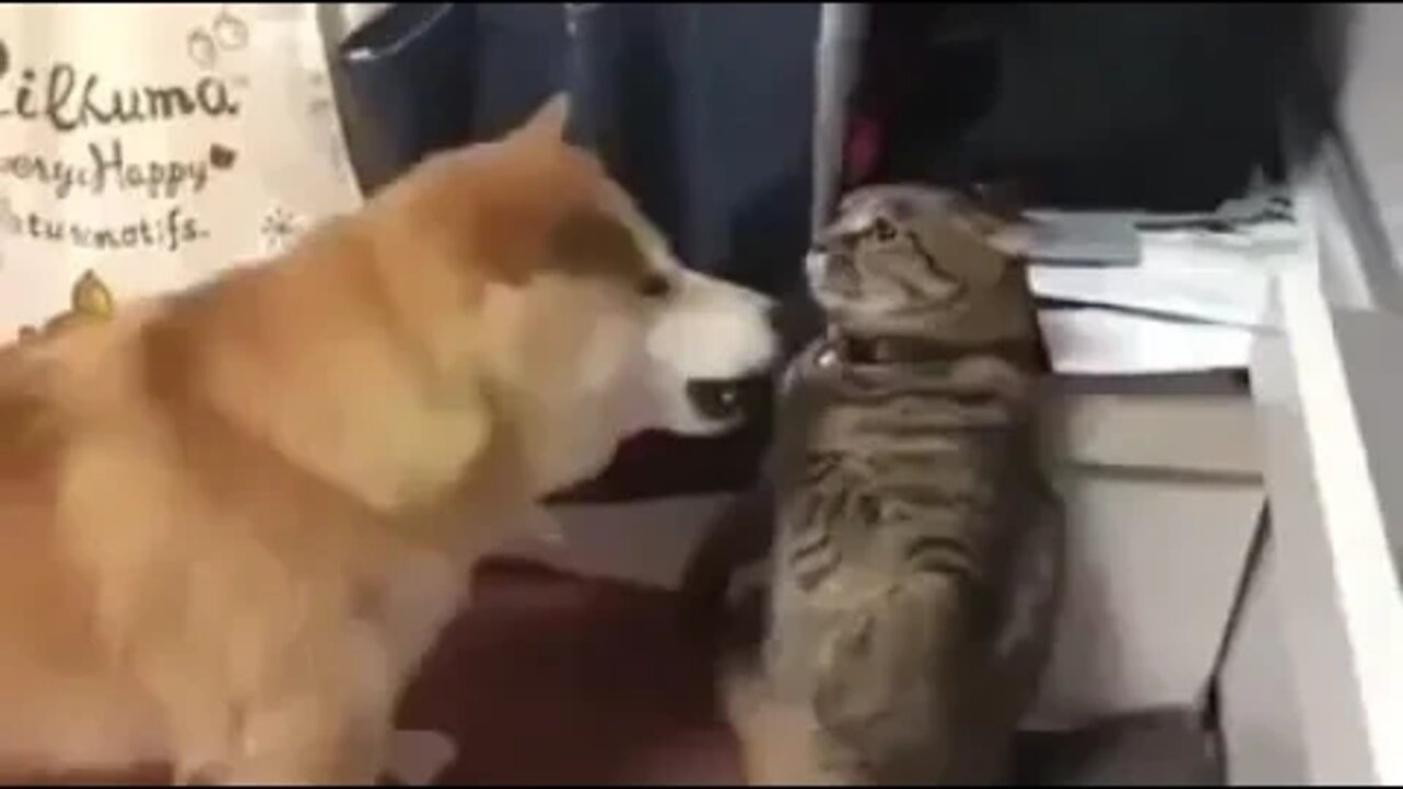 Drama Dog and Cat