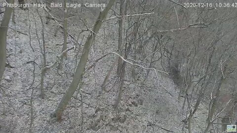 Hays Eagles Mom breaks off piece of woods limb slo mo 2020 12 16 10 36am