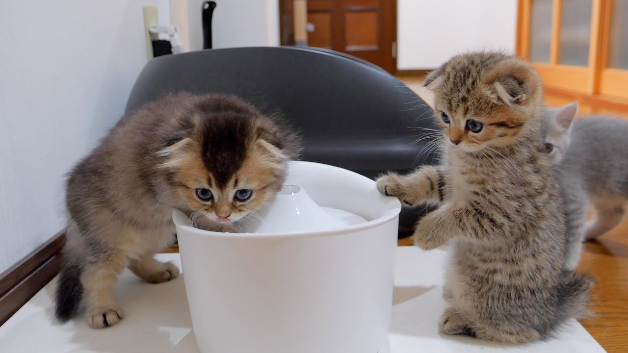 This cute kitten is trying hard to learn from his brother's pranks