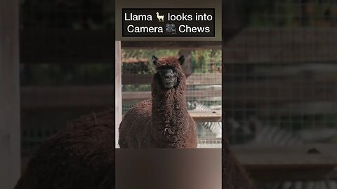 Llama 🦙 looks into camera and chews #llamas #llama #animalsfunny #animalshorts