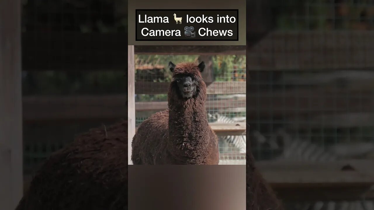 Llama 🦙 looks into camera and chews #llamas #llama #animalsfunny #animalshorts