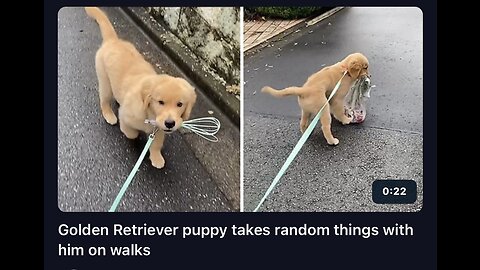 Golden Retriever Puppy takes random with him on walks