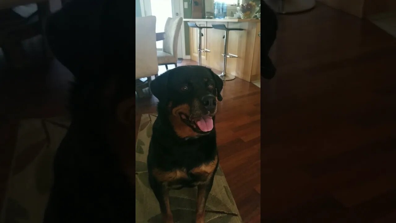 Gorgeous Rottweiler#Shorts #rottweiler😍💖💜💛