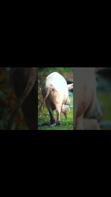 Wild vs. Domesticated Expression