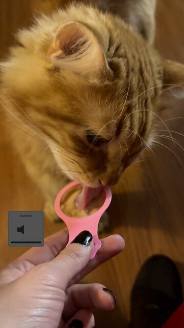 #cat #neko #mainecoon #orangecat #longhaircat #kot #gato #catasmr