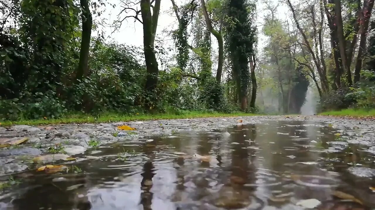 Rainforest Rain Sounds for Sleeping or Studying || White Noise with Nature Sounds