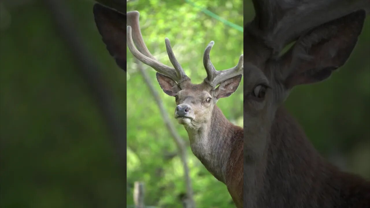 Deer: Nature's Marvels in Motion - Revealing Astonishing Adaptations 🦌✨