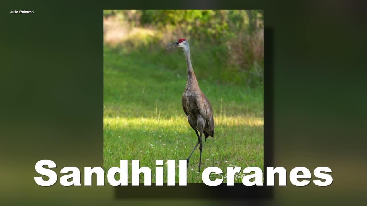 Sarah's Walking Club Mystery animal #3: Florida sandhill crane