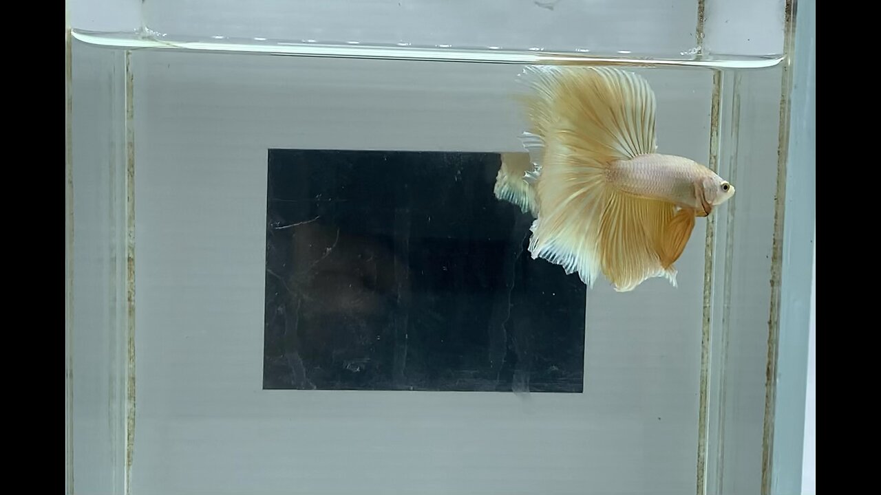 Training my Halfmoon for a betta show