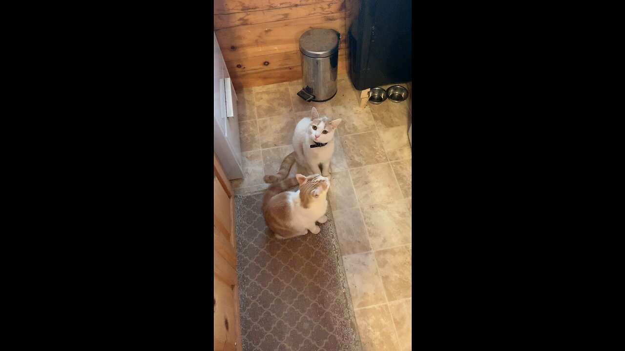 I think the cats are ready for lunchâ€¦đŸ˜‚ #animals #cute
