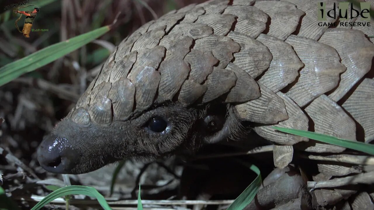 Rare and Endangered Pangolin