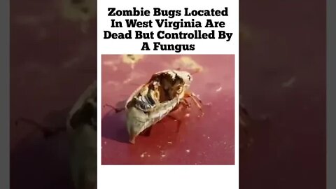 Zombie Bugs In West Virginia | You will eat ze bugs and be happy.