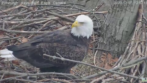 Hays Eagles Mom profile and pre-takeoff foot move 2020 12 07 1251pm