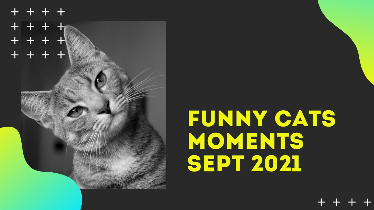 funny cats videos sept 2021| you cant stop laughing or grinding