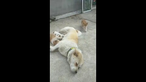 Cat Thinks He Is A Dog Puppy #Funny #Cute