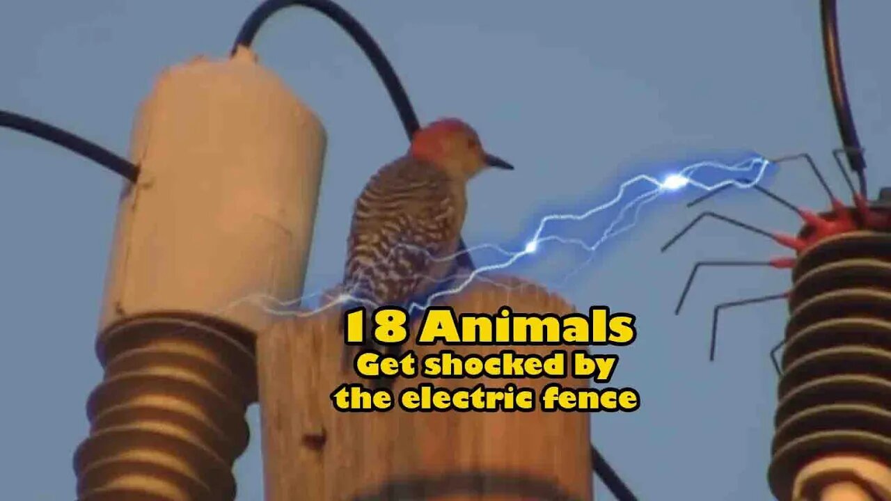 18 electric shock animals | animals getting shocked by electric fence | Birds Get electric shocked