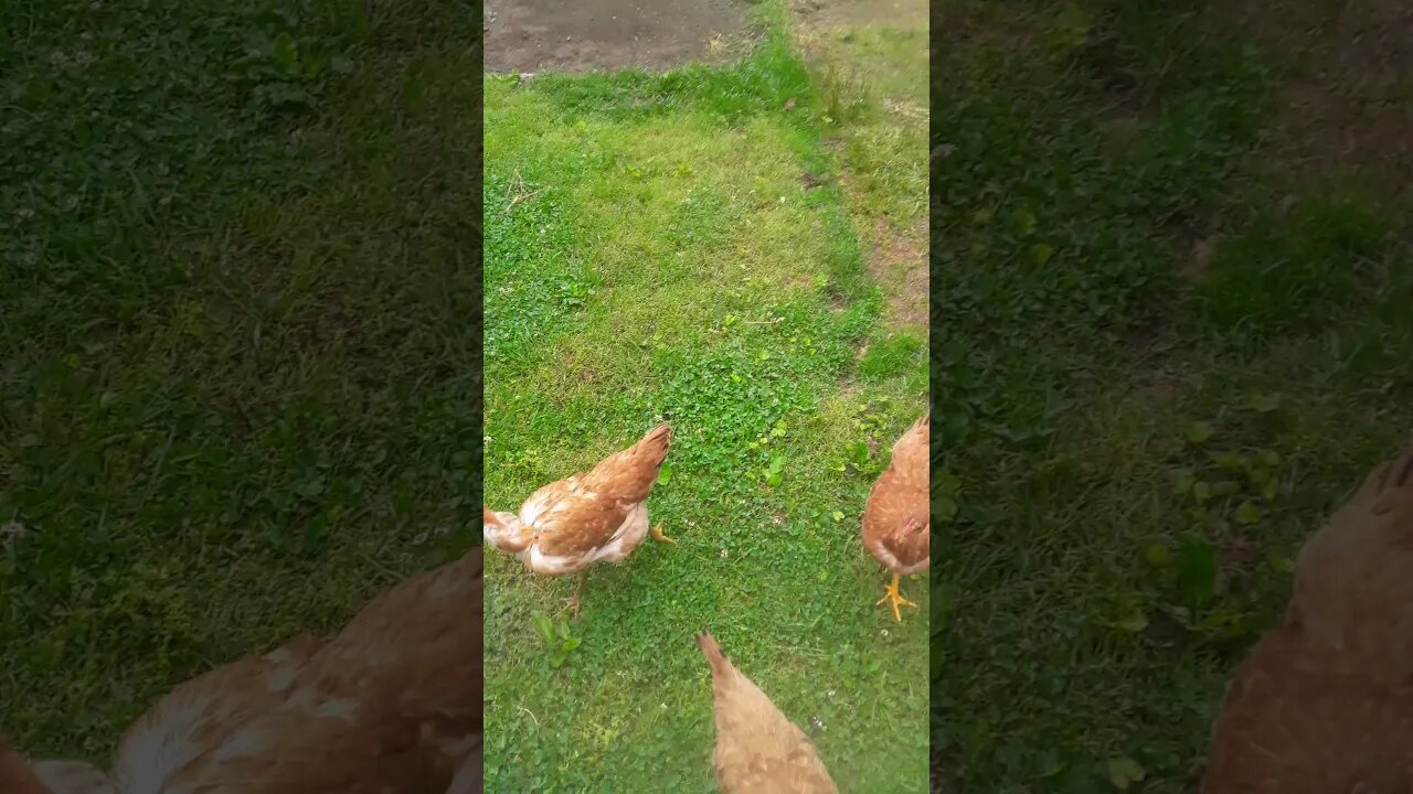 I have been wanting Ducks