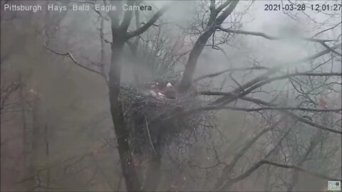 Hays Eagles Dad protects H13 H14 H15 from storm 3.28.21 1200PM