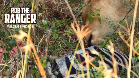 Lion Pride With Hidden Zebra Meal | Maasai Mara Safari | Zebra Plains