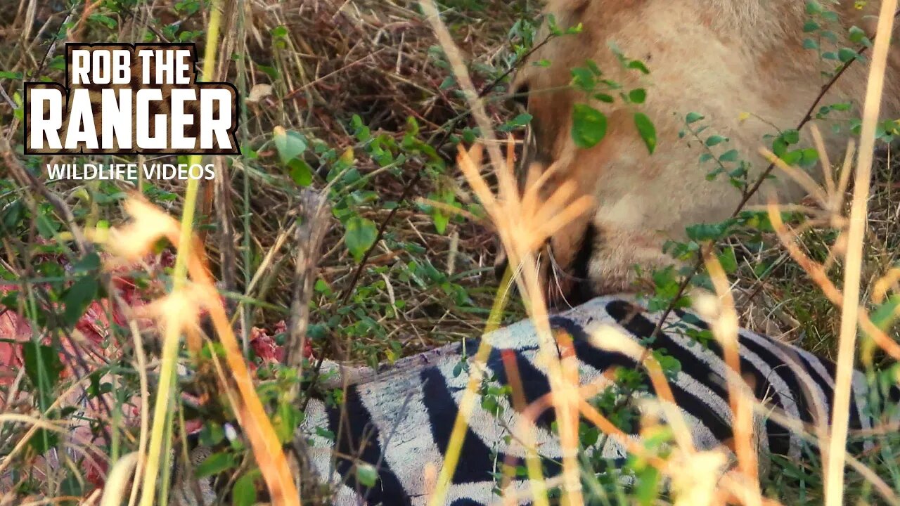 Lion Pride With Hidden Zebra Meal | Maasai Mara Safari | Zebra Plains