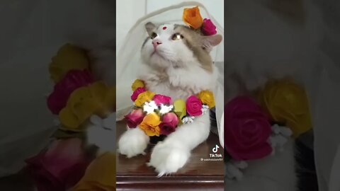 Funny & Cute Cats Compilation #tiktok #shorts 😻 #ytshorts #cute #cat #youtube #youtubeshorts