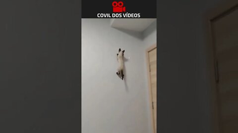 GATO ARANHA