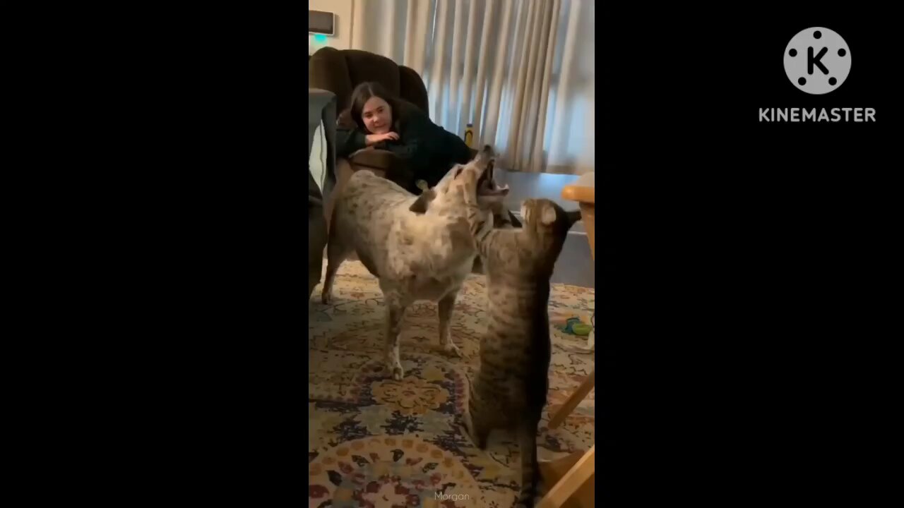 cat funny video