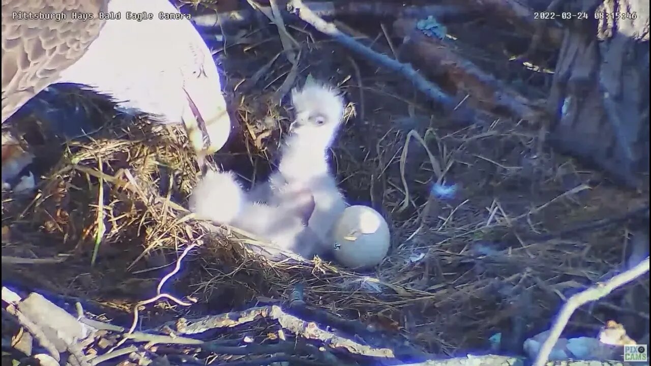 Hays Bald Eagles nest PIP on Egg #3! 2022 03 24 8:15am