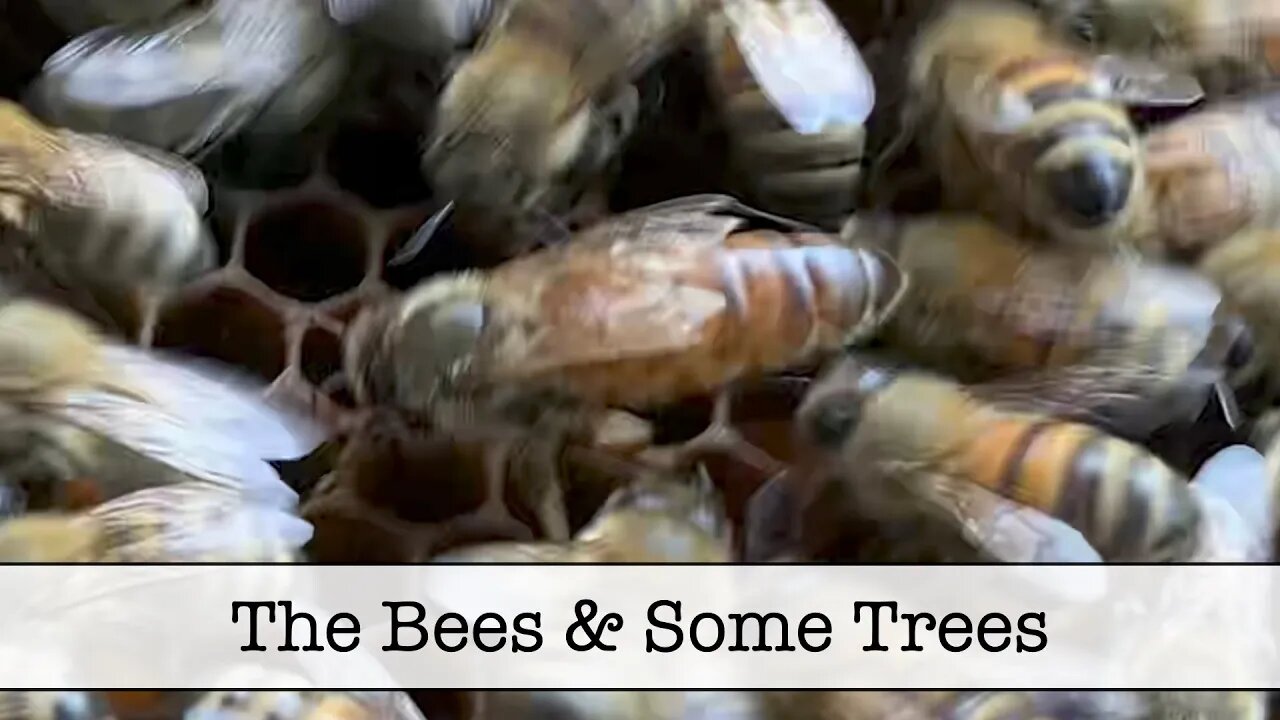 The Bees and some Trees