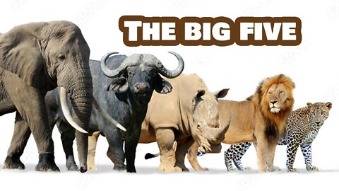 The “Big Five” Animals in Africa!