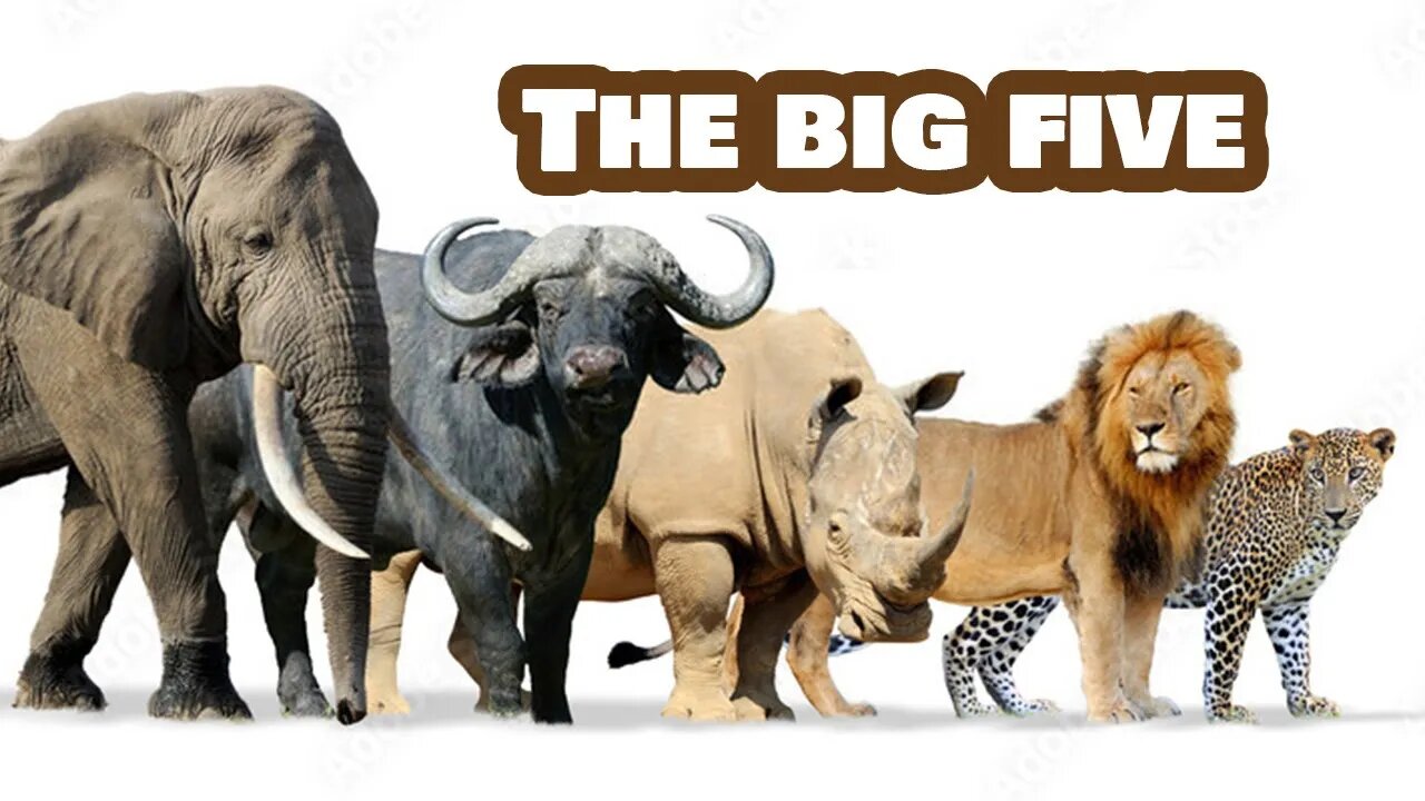 The “Big Five” Animals in Africa!