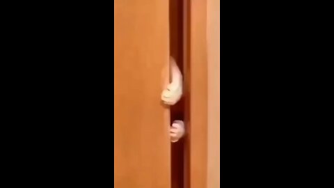 funny cat moments
