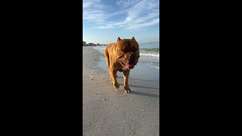 GIANT Pit Bull only cares about his beach walk! ☀️🦁🌊
