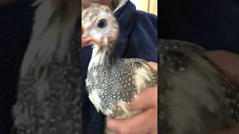 Cutest baby guinea fowl pops his head forward
