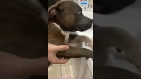 🐶Pitbull At Bath Time🐾#shorts