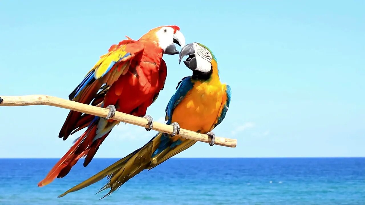 Beautiful love birds love to watch ! Awesome | Funny cute pets lovers,