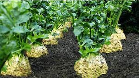 Celery Root Harvesting Machine - Celeriac Cultivation - Celery Root Farm and Harvest