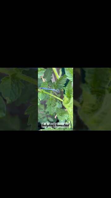 Beautiful dragonfly￼