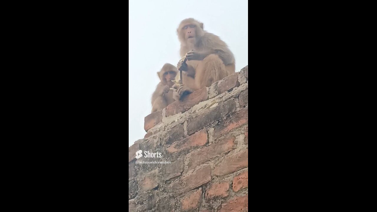 monkey🐒🐒 #funny #comedy#viral #trending #monkey #shorts #yt