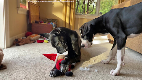 Naughty Great Dane Teaches Puppy How To Destuff Santa
