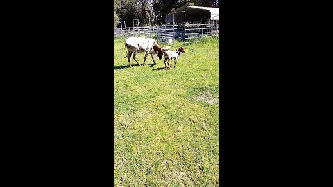 opened up Watusi cattle