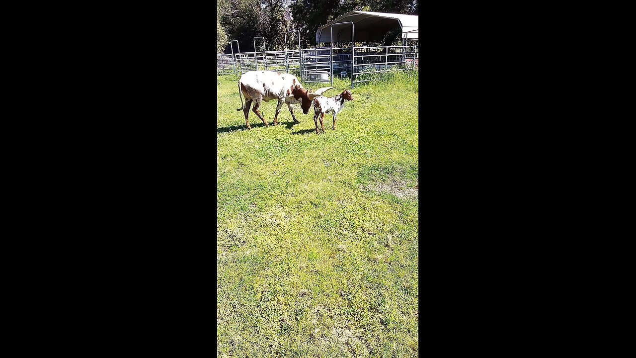 opened up Watusi cattle