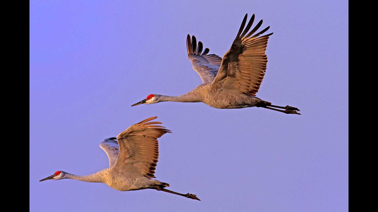 Migratory Birds' Unbelievable Longest Nonstop Flight !