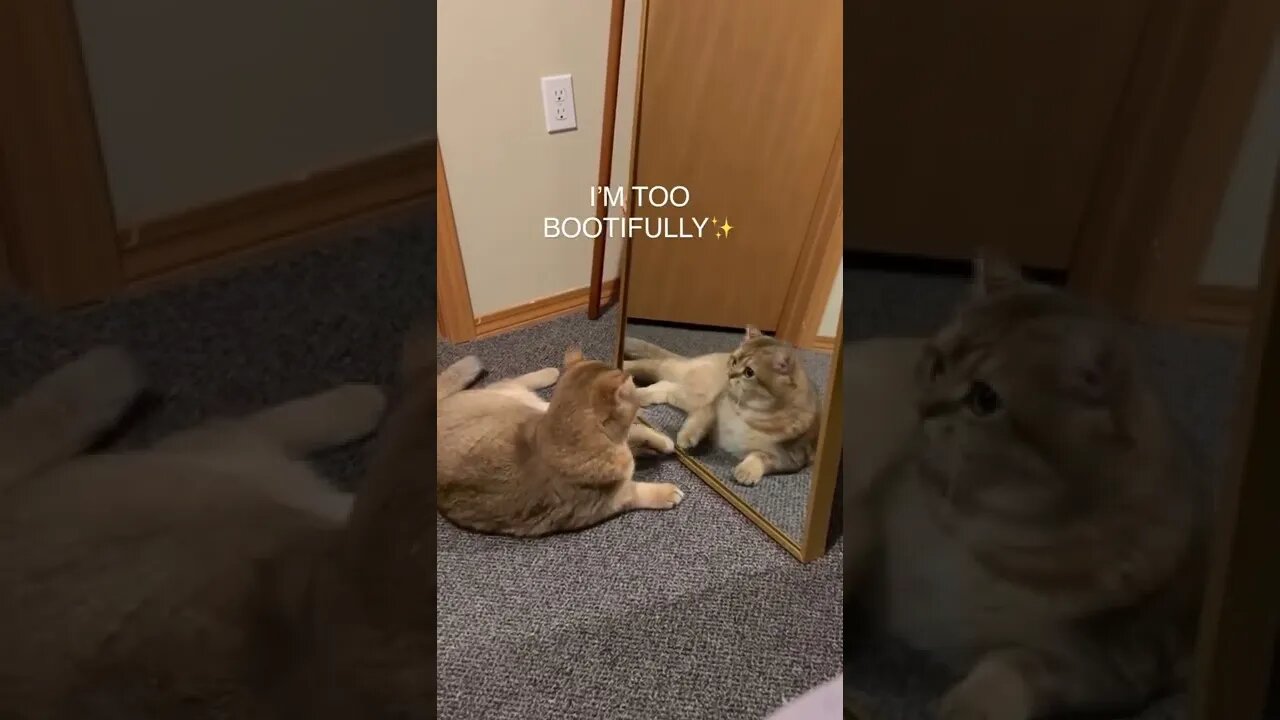Funny Cat Here #shorts