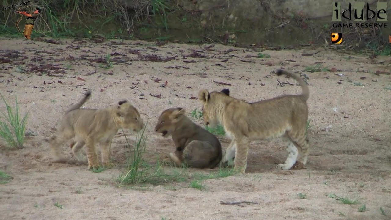 LIONS: Following The Pride 15: Energetic Cubs
