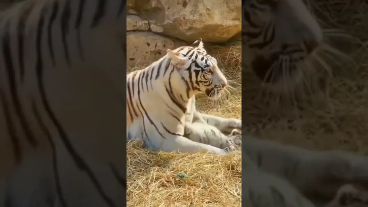 Tiger playing with cub 😘