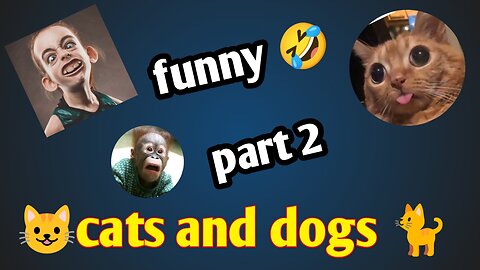 beautiful Funny moment 🤣 videos 😺 and 🐶