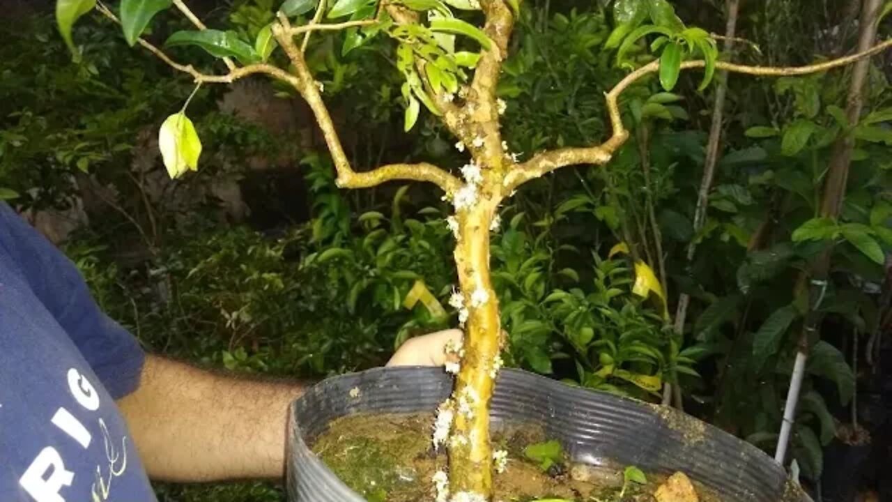 frutiferas produzindo em vaso azeitona maçã jabuticaba jambo caqui a venda em Niterói RJ 11/12/20